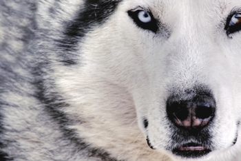 This macro photo of a Siberian husky - a favorite breed of dog sledders and one usually found on dog sledding teams - was taken by Brazilian photographer Rodolfo Clix from Sao Paulo.